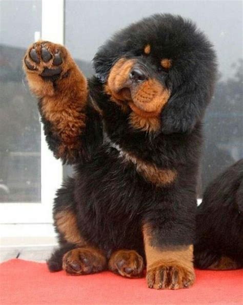 High five if you love this little guy | Tibetan mastiff puppy, Cute ...