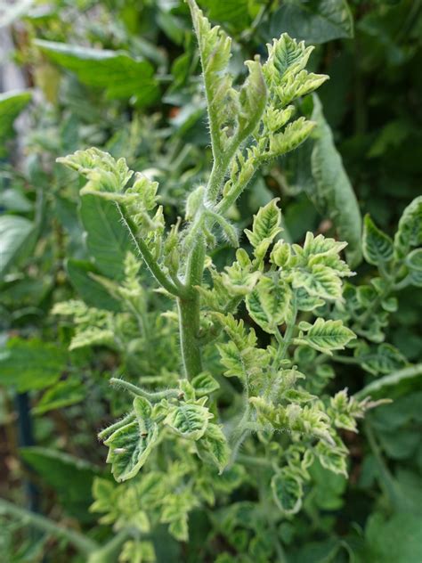 leaf-curl-tomato - Gardening ABC