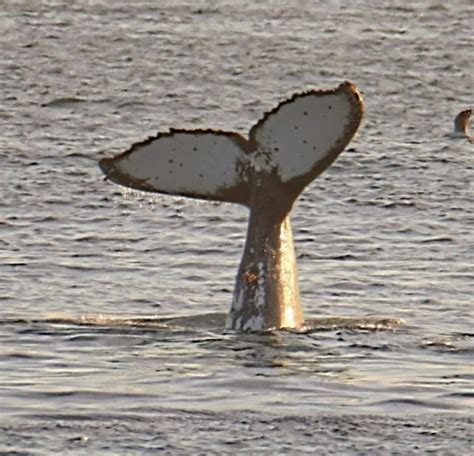 LOOK: whales can be seen frolicking in Cape Town waters