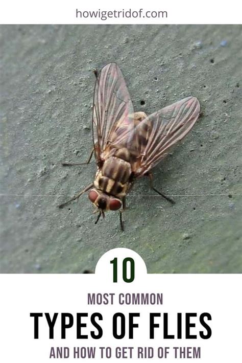 10 Most Common Types Of Flies and How To Get Rid Of Them - How I Get Rid Of