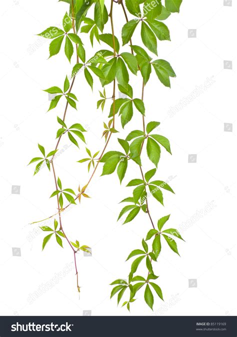 Vine Branch Stock Photo 85119169 | Shutterstock