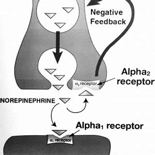 (PDF) Alpha-2 Adrenergic Receptor Agonists: A Review of Current ...