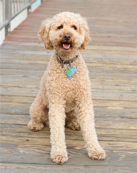 Labradoodle | Dogs, Hypoallergenic dogs, Labradoodle dogs