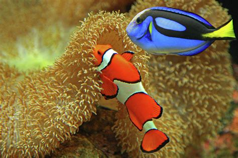 Clownfish And Regal Tang by Aamir Yunus