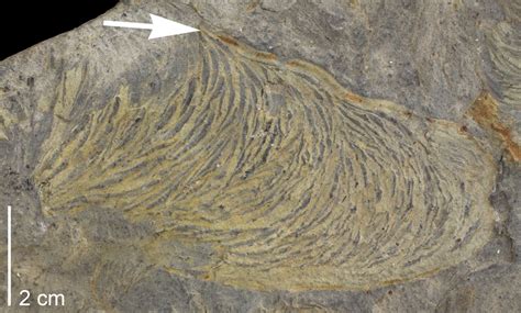 1. Body fossils and trace fossils - Digital Atlas of Ancient Life