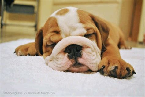 Sleeping baby bulldog | Baby animals, Baby bulldog, Bully dog