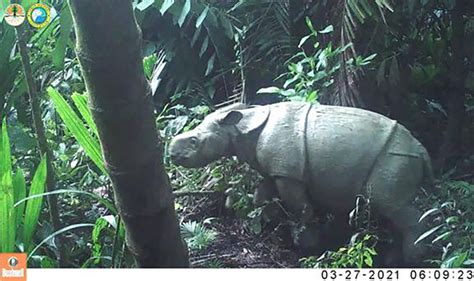 Memotret Langsung Badak Jawa di Habitat Terakhirnya - Mongabay.co.id