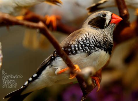 Zebra finch, Bird house kits, Beautiful birds