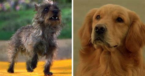 Things You Didn't Know About Famous Dog Actors