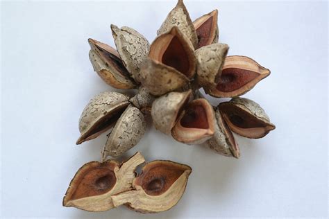 Hakea Lorina Nut Seed Pod - Etsy