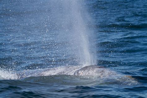 Oregon Whale Watching Tours | Whale's Tail Charters | Depoe Bay