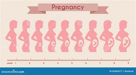 Growth Of Human Fetus With Female Silhouette In Stock Vector - Image: 56403677