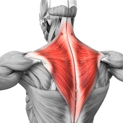 Trigger Point Therapy - Treating the Trapezius Muscle – Niel Asher ...