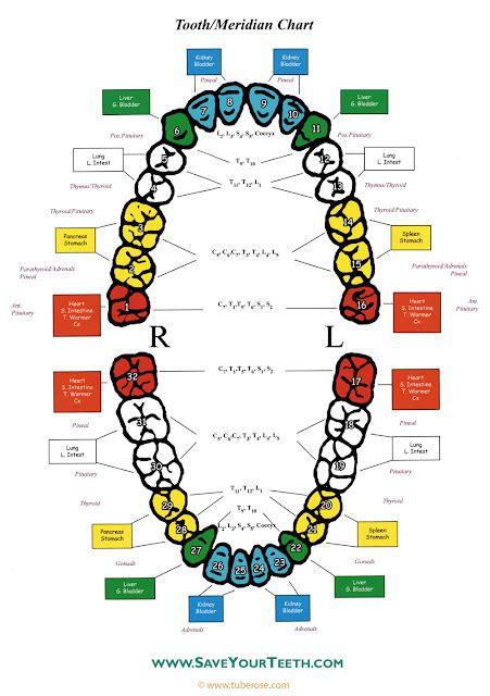 Live Better Holistic Lifestyle: Tooth/Meridian Chart