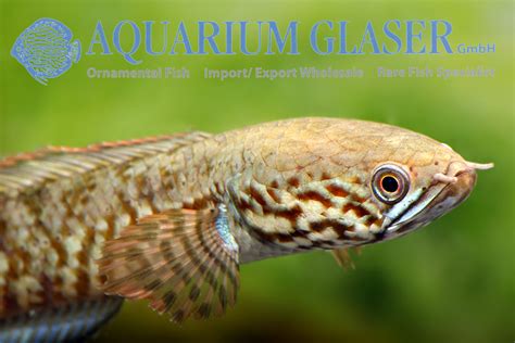 Channa bleheri - Aquarium Glaser GmbH