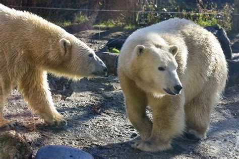 Polar Bear Behavior | The Maryland Zoo