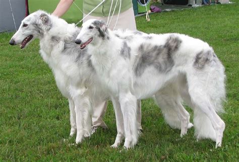 two white dogs standing next to each other on a lush green field