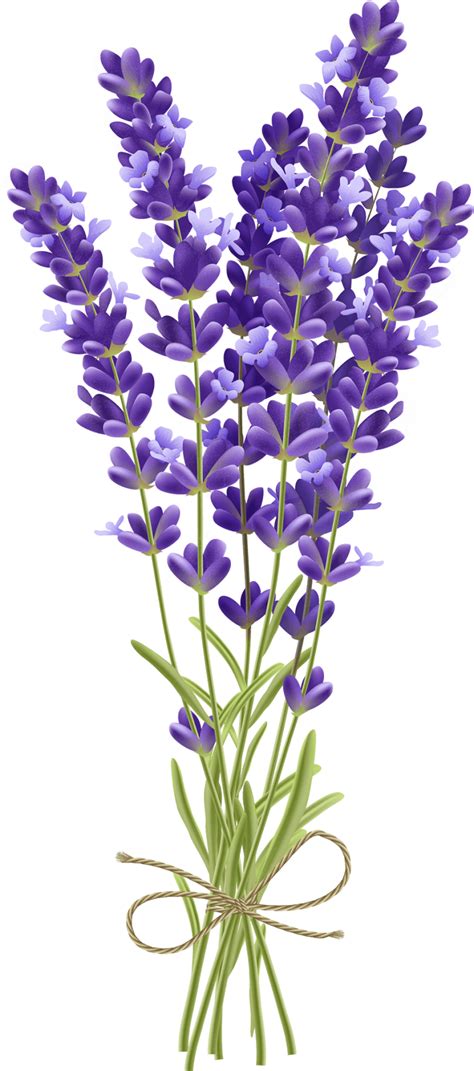 Lavender Flower Png Picture