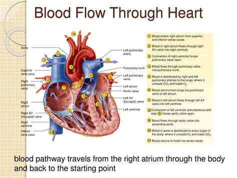 PPT - The Circulatory System The Heart PowerPoint Presentation, free download - ID:831636