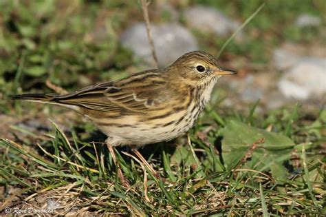 Meadow Pipit - Anthus pratensis - redu261386