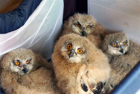 Meet four of our young Siberian Eagle owls - Screech Owl Wildlife Park