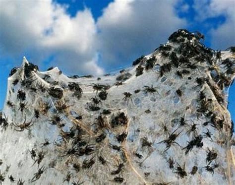 WTF Australian town is covered in spider webs after flood forces spiders to relocate!!! creepy ...