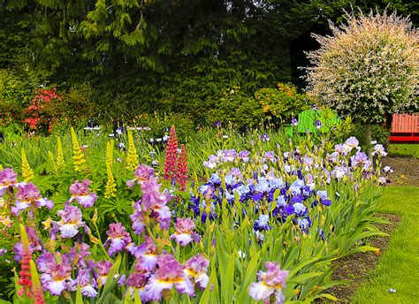 Photographing Oregon: Schreiner's Iris Gardens