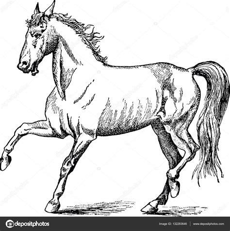 Vintage illustration horse Stock Photo by ©unorobus.gmail.com 132283646