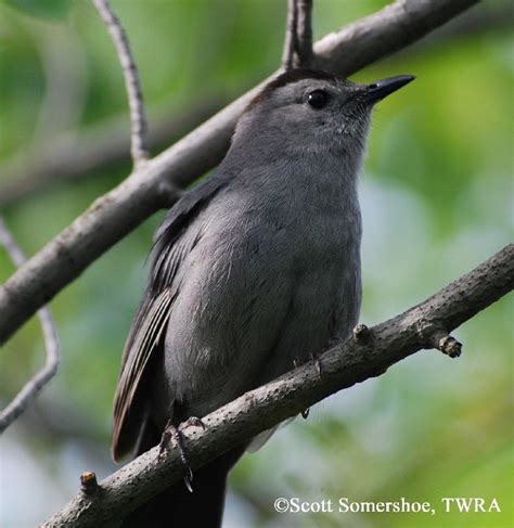 Tennessee Watchable Wildlife | Gray Catbird - Habitat: TENNESSEE