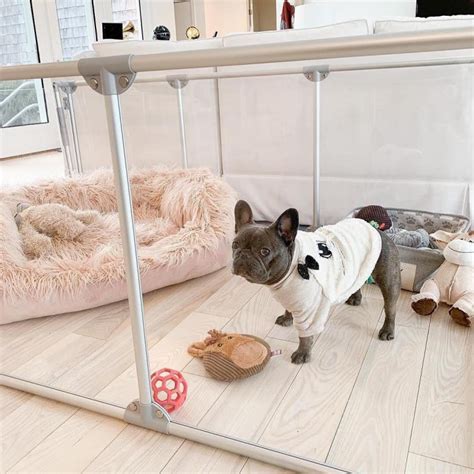 Modern Design Glass Dog Pens | Dog pen, Dog playpen, Puppy pens