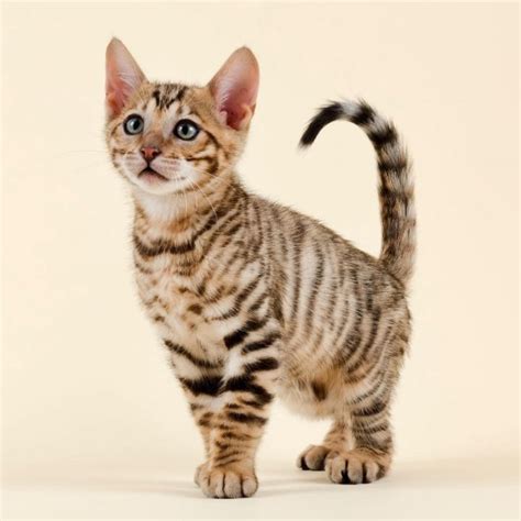 Tiger Cat Breeds: wild looking cats to keep at home – petsKB