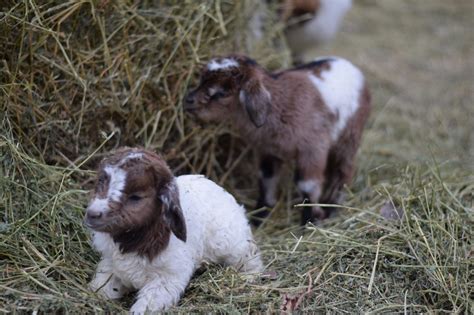 The Essential Baby Goat Care Info You Need to Know! - Boots & Hooves Homestead Reptiles Pet ...