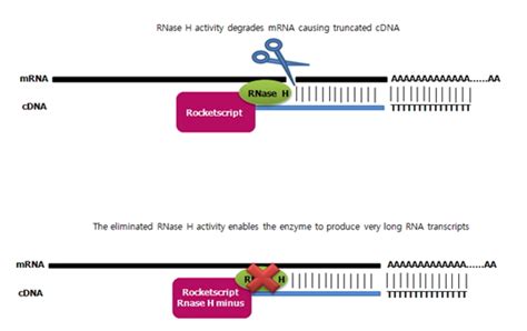 AccuPower® RocketScript™ RT PreMix, RNase H Minus from Bioneer