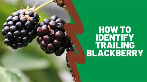 How to Identify Trailing Blackberry - YouTube