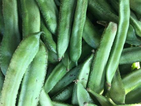 All About Sword Beans - Minneopa Orchards