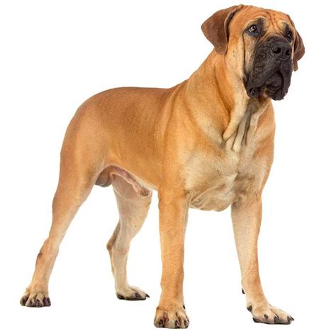 Boerboel Dog Breed: Profile, Personality, Facts