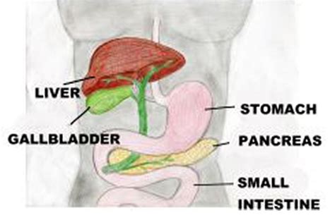 Gallbladder Pain - Location, Symptoms, Causes, Surgery, Treatment