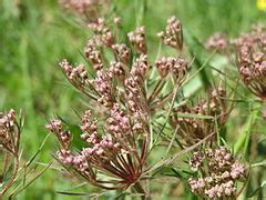 Category:Daucus carota in the Northern Hemisphere in April - Wikimedia Commons