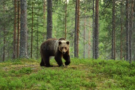 Brown Bear in a Forest Landscape Stock Photo - Image of wildlife ...