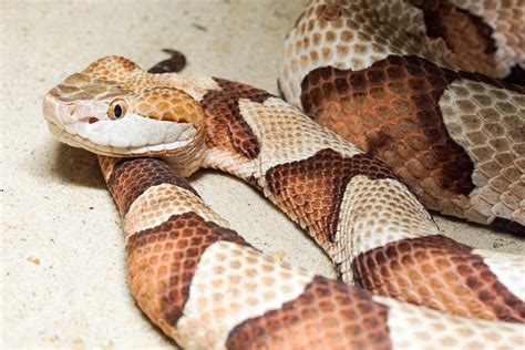 My Texas Copperhead Snake Bite – A True Story - Texas Proud