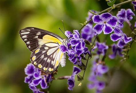 butterfly, insect, black, white, yellow, wings, flowers, blossom, purple, pattern, wild | Pikist