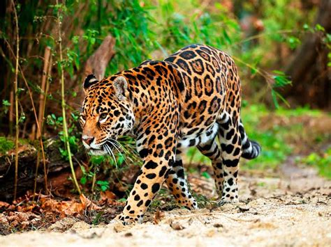 Animales exóticos y en peligro de extinción en México