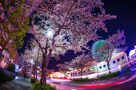 Best Places to See Cherry Blossoms in Yokohama - Japan Web Magazine