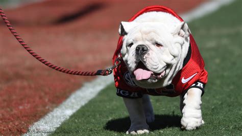 Uga X, the English bulldog that witnessed UGA's impressive victory streak, has died - Axios Atlanta