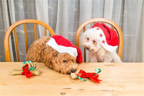 Concept of Excited Dogs on Santa Hat with Christmas Gift on Tabl Stock Photo - Image of poodle ...