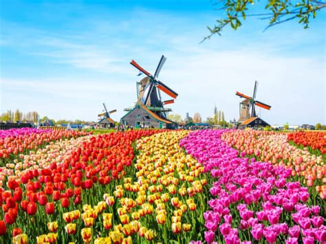 Dutch Tulip Gardens | Blog | South Jersey Florist & Events