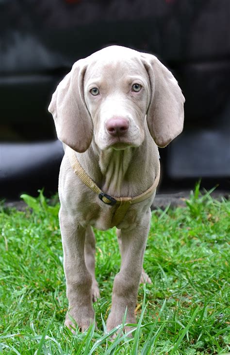 Weimaraner Adoption Florida