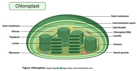 Parts Of A Chloroplast Diagram Labeled