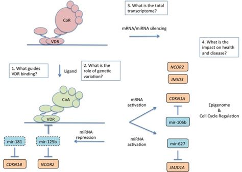 An overview of regulation and impact of the transcriptome by the... | Download Scientific Diagram