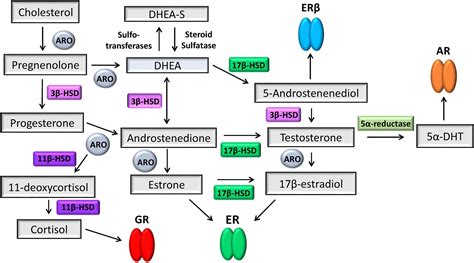 The role of estrogen in cutaneous ageing and repair - Maturitas